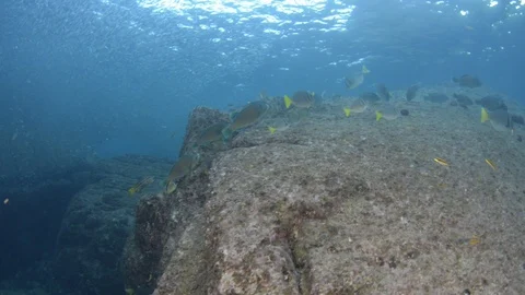 Coral reef fish Stock Footage 101419471