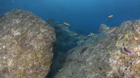 Coral reef fish Stock Footage 101419668