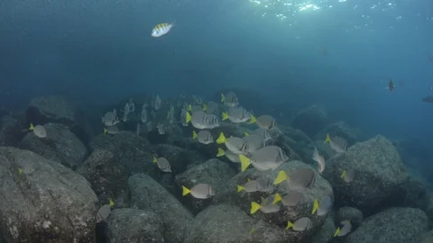 Coral reef fish Stock Footage 101419680
