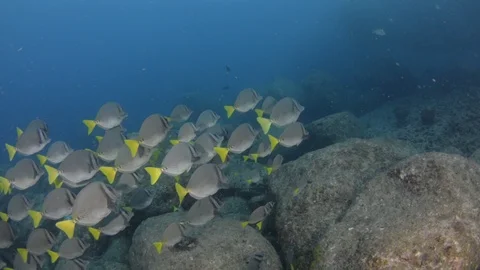 Coral reef fish Stock Footage 101419694