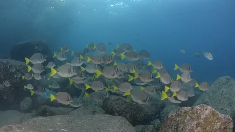 Coral reef fish Stock Footage 101419705