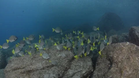 Coral reef fish Stock Footage 101419730