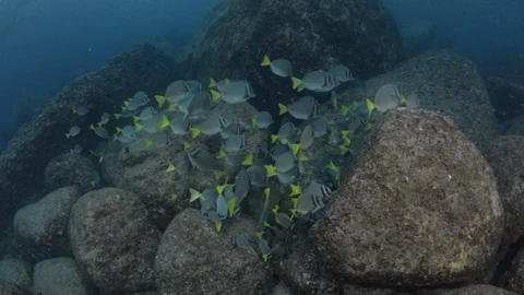 Coral reef fish Stock Footage 101419775