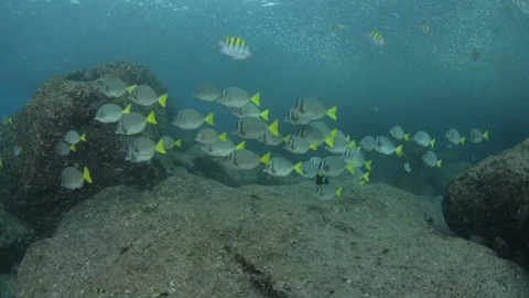 Coral reef fish Stock Footage 101419874