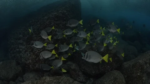 Coral reef fish Stock Footage 101419876