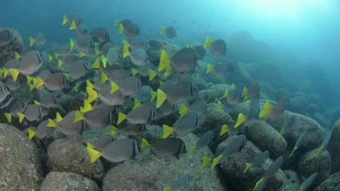 Coral reef fish Stock Footage 101419884