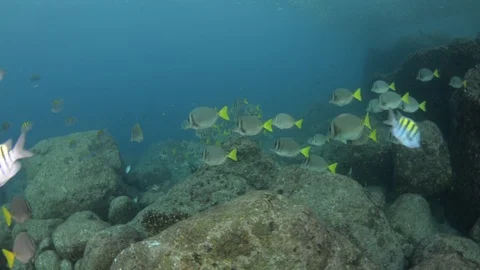 Coral reef fish Stock Footage 101419891