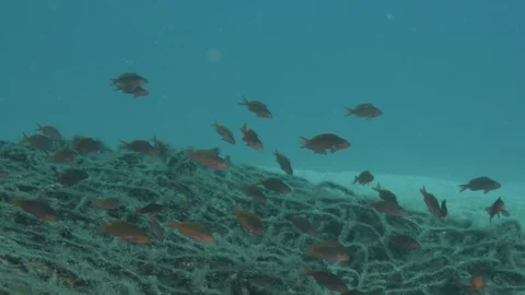 Coral reef fish Stock Footage 101419962