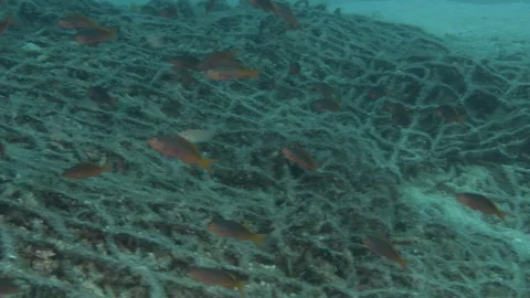 Coral reef fish Stock Footage 101419972