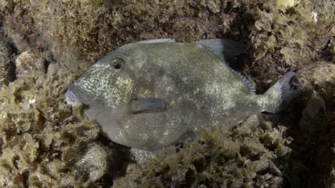 Coral reef fish Stock Footage 101420456