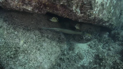 Coral reef fish Stock Footage 101420509