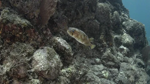 Coral reef fish Stock Footage 101420596