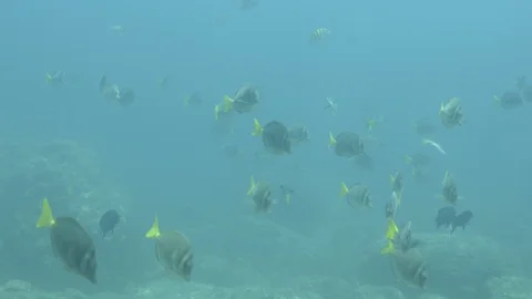 Coral reef fish Stock Footage 101421038