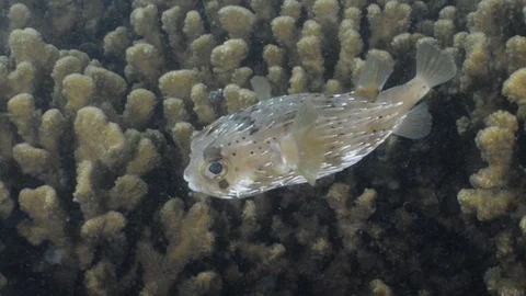 Coral reef fish Stock Footage 101421122