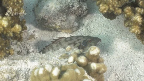 Coral reef fish Stock Footage 101421123