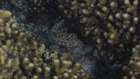 Coral reef fish Stock Footage 101421169