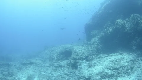 Coral reef fish Stock Footage 101421375