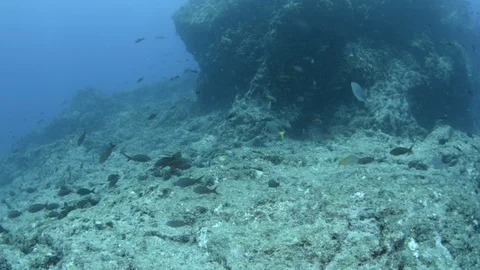 Coral reef fish Stock Footage 101421414