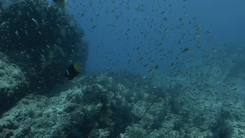 Coral reef fish Stock Footage 101421440