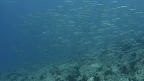 Coral reef fish Stock Footage 101421452