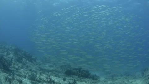 Coral reef fish Stock Footage 101421471