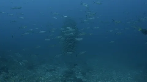 Coral reef fish Stock Footage 101421632