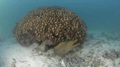 Coral reef fish Stock Footage 101422204