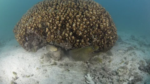 Coral reef fish Stock Footage 101422233