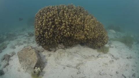 Coral reef fish Stock Footage 101422291