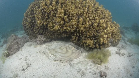 Coral reef fish Stock Footage 101422324