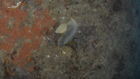 Coral reef fish Stock Footage 101422389