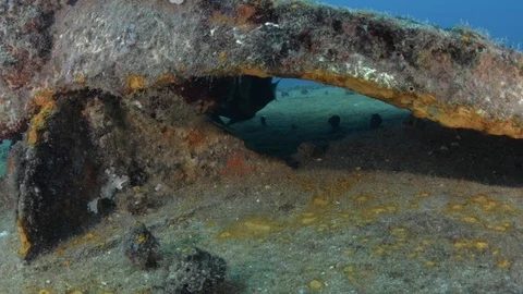 Coral reef fish Stock Footage 101422488