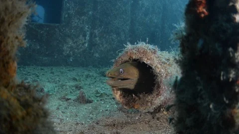 Coral reef fish Stock Footage 101422517