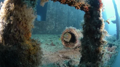 Coral reef fish Stock Footage 101422543