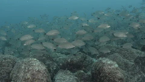 Coral reef fish Stock Footage 101423154