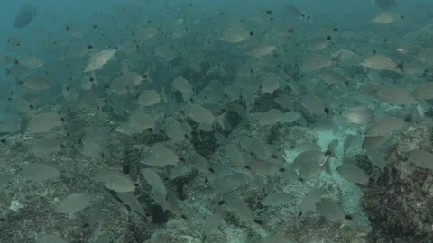 Coral reef fish Stock Footage 101423162