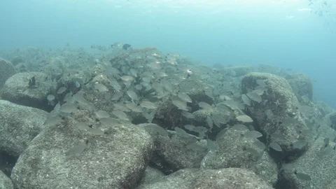 Coral reef fish Stock Footage 101423181