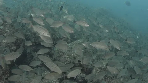 Coral reef fish Stock Footage 101423199