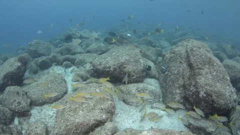 Coral reef fish Stock Footage 101423289