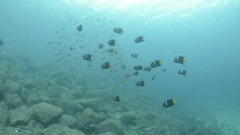 Coral reef fish Stock Footage 101423301