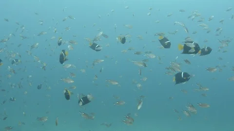 Coral reef fish Stock Footage 101423322