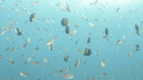 Coral reef fish Stock Footage 101423333