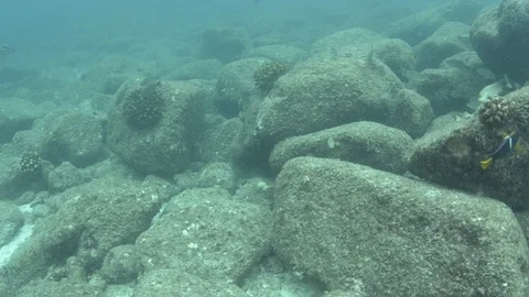 Coral reef fish Stock Footage 101423384
