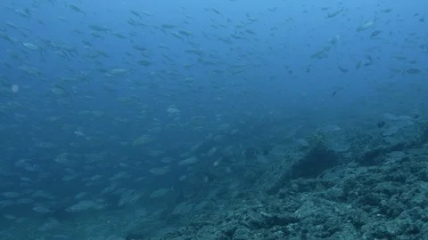 Coral reef fish Stock Footage 101423442