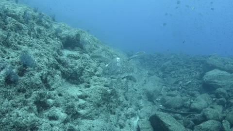 Coral reef fish Stock Footage 101423536