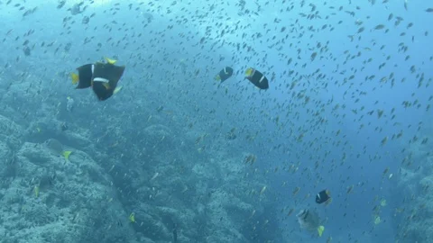 Coral reef fish Stock Footage 101423561