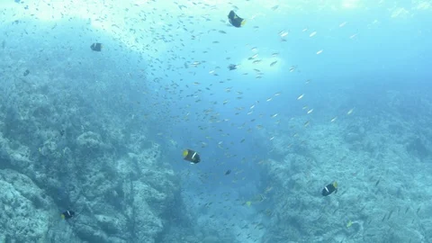 Coral reef fish Stock Footage 101423580