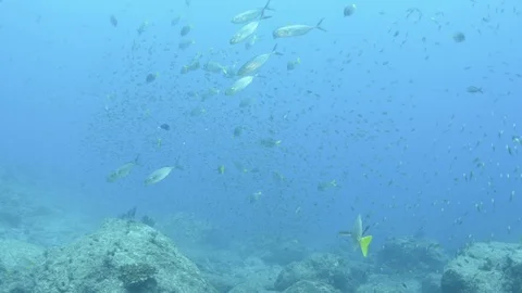 Coral reef fish Stock Footage 101423695