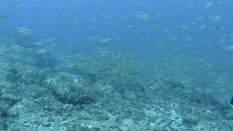 Coral reef fish Stock Footage 101423745