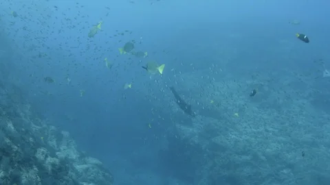 Coral reef fish Stock Footage 101423750